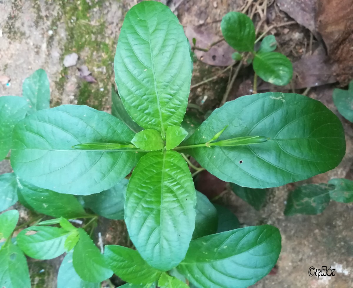 Ruellia tuberosa L.